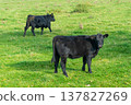 A herd of black cattle on green outdoor pasture 137827269