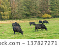 A herd of black cattle on green outdoor pasture 137827271