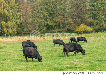 A herd of black cattle on green outdoor pasture A herd of black cattle on green outdoor pasture 137827271