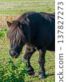 Detail of Shetland pony on pasture 137827273