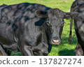Potrait of black cow on pasture 137827274