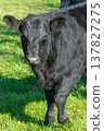 Potrait of black cow on pasture 137827275