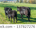 A herd of black cattle on green outdoor pasture 137827276