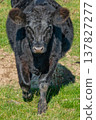 Potrait of black cow on pasture 137827277