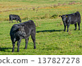 A herd of black cattle on green outdoor pasture 137827278
