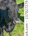 Potrait of black cow on pasture 137827279