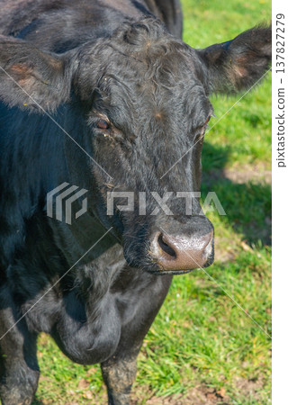 Potrait of black cow on pasture 137827279