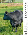 Potrait of black cow on pasture 137827280
