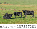 A herd of black cattle on green outdoor pasture 137827281
