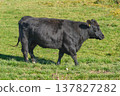 Single black meat cattle grazing on pasture 137827282