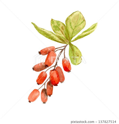 A hand-drawn watercolor barberry branch with red berries and leaves on an isolated background. Simple autumn botanical clip art for designing and decorating packaging, postcards, and advertising. A hand-drawn watercolor barberry branch with red berries and leaves on an isolated background. Simple autumn botanical clip art for designing and decorating packaging, postcards, and advertising. 137827514