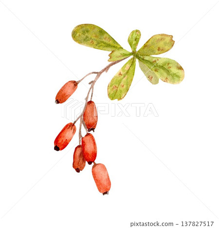 A hand-drawn watercolor barberry branch with red berries and leaves on an isolated background. Simple autumn botanical clip art for designing and decorating packaging, postcards, and advertising. A hand-drawn watercolor barberry branch with red berries and leaves on an isolated background. Simple autumn botanical clip art for designing and decorating packaging, postcards, and advertising. 137827517