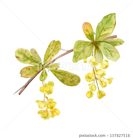 A hand-drawn watercolor barberry branch with blooming yellow flowers and leaves on an isolated background. Simple spring botanical clip art for designing and decorating packaging, and postcards. A hand-drawn watercolor barberry branch with blooming yellow flowers and leaves on an isolated background. Simple spring botanical clip art for designing and decorating packaging, and postcards. 137827518