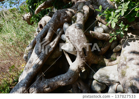 高知縣民佐清水市：石持赤樹 137827533