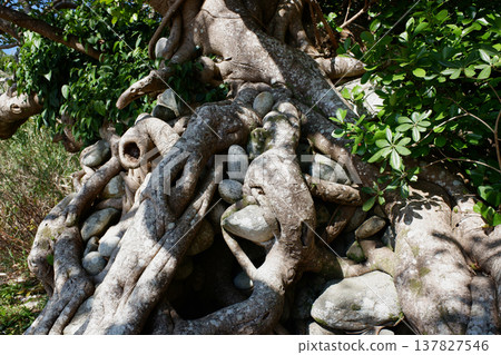 高知縣民佐清水市：石持赤樹 137827546