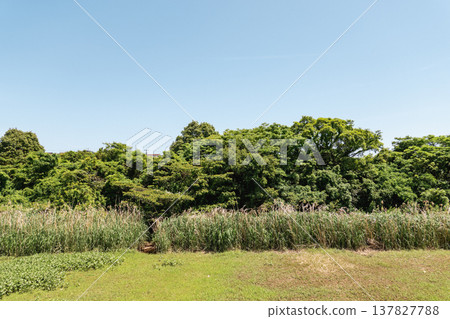 A landscape of a grassland under a summer blue sky, with lush green trees stretching out before you. A landscape of a grassland under a summer blue sky, with lush green trees stretching out before you. 137827788