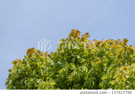 The vibrant green leaves and young foliage of the camphor tree stand out against the blue sky. The vibrant green leaves and young foliage of the camphor tree stand out against the blue sky. 137827790