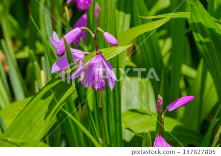 A vibrant purple orchid blooms amidst the fresh green leaves. A vibrant purple orchid blooms amidst the fresh green leaves. 137827805
