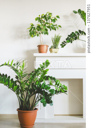 Various green houseplants bringing natural decor and freshness to bright home interior 137827951