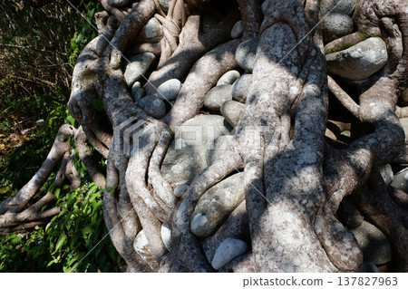 高知縣民佐清水市：石持赤樹 137827963