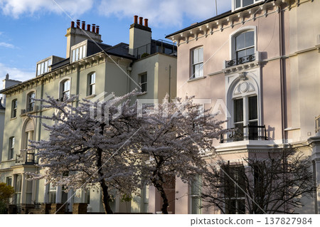 Spring blossom at Primrose Hill in London Spring blossom at Primrose Hill in London 137827984