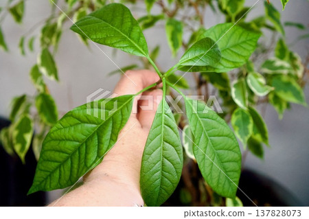 Hand Holding Young Avocado Plant Leaves Growing Indoors 137828073