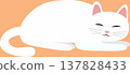 domestic cat sleeping. PNG 137828433