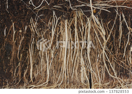 Macro view of chives roots in soil 137828553