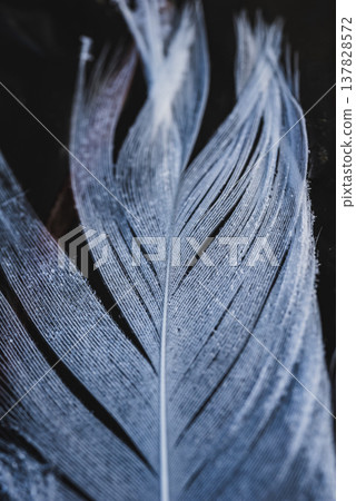 天鵝羽毛沾滿了晨露。 137828572