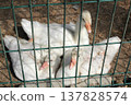 Young white geese behind wire fence on farm 137828574