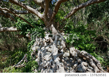 Tosashimizu City, Kochi Prefecture: Stone-holding Akou tree Tosashimizu City, Kochi Prefecture: Stone-holding Akou tree 137828581