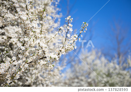 White blossom canopy beneath a cloudless spring sky. Renewal, abundance, seasonal change, orchard beauty, tranquility, growth, freshness, openness, and natural harmony in sunlight. White blossom canopy beneath a cloudless spring sky. Renewal, abundance, seasonal change, orchard beauty, tranquility, growth, freshness, openness, and natural harmony in sunlight. 137828593