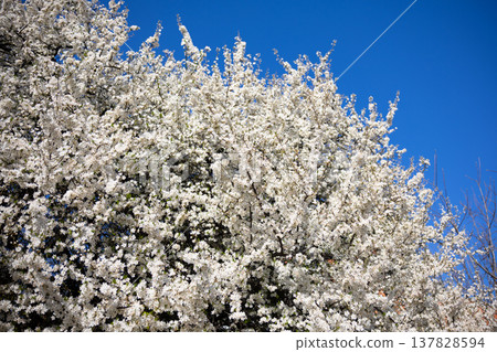 White blossom canopy beneath a cloudless spring sky. Renewal, abundance, seasonal change, orchard beauty, tranquility, growth, freshness, openness, and natural harmony in sunlight. 137828594