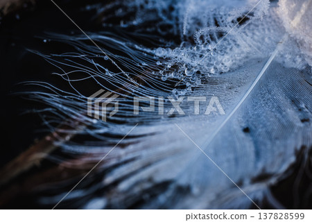 Swan feathers covered in water droplets 137828599