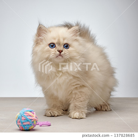 White Siberian colorpoint kitten Neva Masquerade with blue eyes White Siberian colorpoint kitten Neva Masquerade with blue eyes 137828685