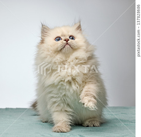 White Siberian colorpoint kitten Neva Masquerade with blue eyes White Siberian colorpoint kitten Neva Masquerade with blue eyes 137828686