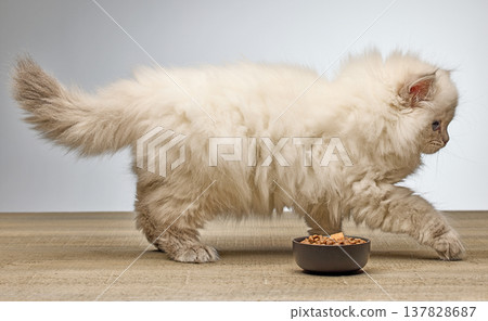 White Siberian colorpoint kitten Neva Masquerade with blue eyes on wooden floor 137828687