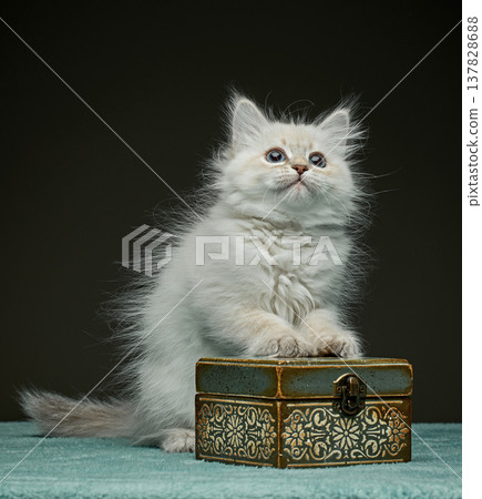 White Siberian colorpoint kitten Neva Masquerade with blue eyes White Siberian colorpoint kitten Neva Masquerade with blue eyes 137828688