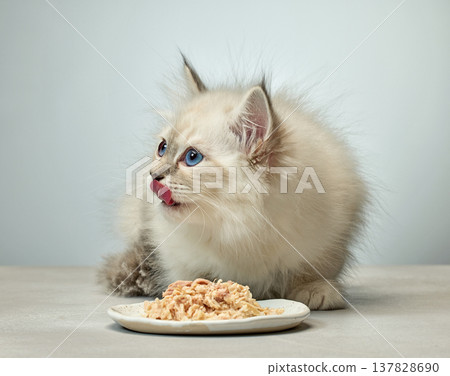 White Siberian colorpoint kitten Neva Masquerade with blue eyes 137828690