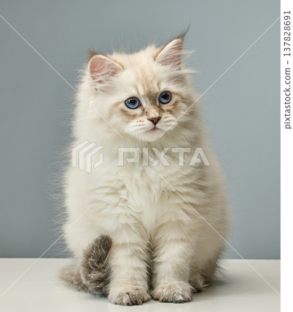 White Siberian colorpoint kitten Neva Masquerade with blue eyes White Siberian colorpoint kitten Neva Masquerade with blue eyes 137828691