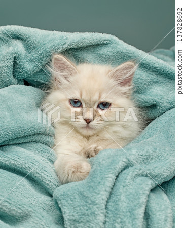 White Siberian colorpoint kitten Neva Masquerade with blue eyes White Siberian colorpoint kitten Neva Masquerade with blue eyes 137828692