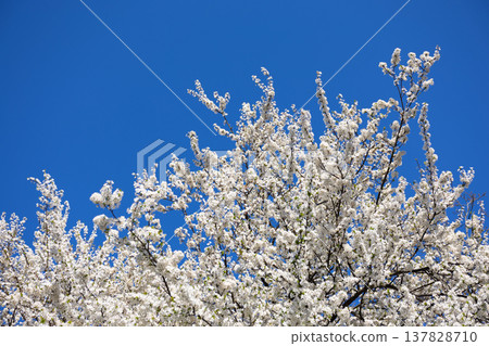 White blossom canopy beneath a cloudless spring sky. Renewal, abundance, seasonal change, orchard beauty, tranquility, growth, freshness, openness, and natural harmony in sunlight. 137828710