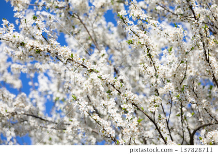 White blossom canopy beneath a cloudless spring sky. Renewal, abundance, seasonal change, orchard beauty, tranquility, growth, freshness, openness, and natural harmony in sunlight. 137828711