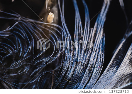 Frayed swan feathers 137828713