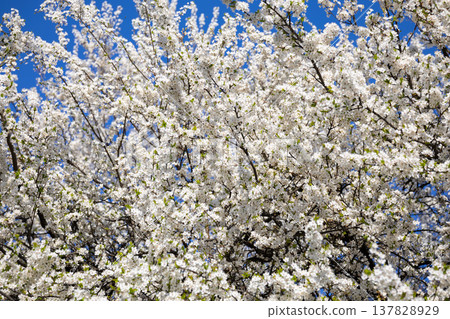 Dense white flowering branches against an intense blue sky. Fullness, vitality, spring arrival, outdoor calm, botanical richness, and seasonal abundance in a luminous natural setting. Dense white flowering branches against an intense blue sky. Fullness, vitality, spring arrival, outdoor calm, botanical richness, and seasonal abundance in a luminous natural setting. 137828929