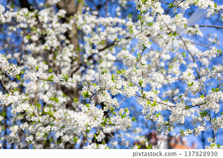 Dense white flowering branches against an intense blue sky. Fullness, vitality, spring arrival, outdoor calm, botanical richness, and seasonal abundance in a luminous natural setting. 137828930