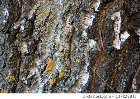 Birch bark with deep vertical cracks and patches of gray lichen. Detailed natural background 137828935