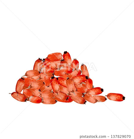 A hand-drawn watercolor cluster of red, oblong barberries or rose hips on an isolated background. Simple botanical clip art of the autumn harvest for design and decoration. 137829070