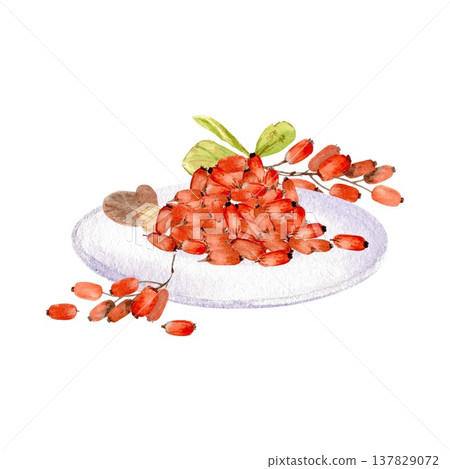 A bunch of red oblong barberries on a plate and a branch with berries and leaves. Hand-drawn watercolor illustration on an isolated background. A simple botanical illustration of the autumn harvest. 137829072