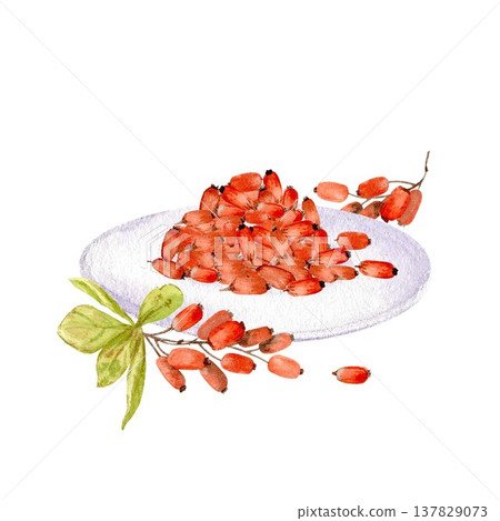 A bunch of red oblong barberries on a plate and a branch with berries and leaves. Hand-drawn watercolor illustration on an isolated background. A simple botanical illustration of the autumn harvest. 137829073